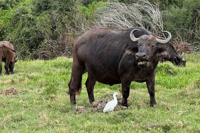 Kragga Kamma Game Park Safari Guided Tour in Port Elizabeth - A short safari close to Port Elizabeth
