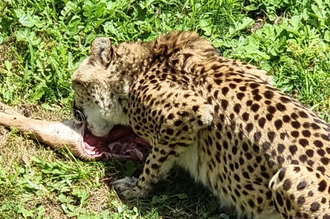 Kragga Kamma Game Park Safari Guided Tour in Port Elizabeth - What the three-hour route is like