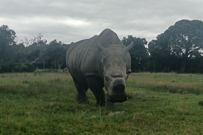 Kragga Kamma Game Park Safari Guided Tour in Port Elizabeth - Pickup, timing, and the value of the price