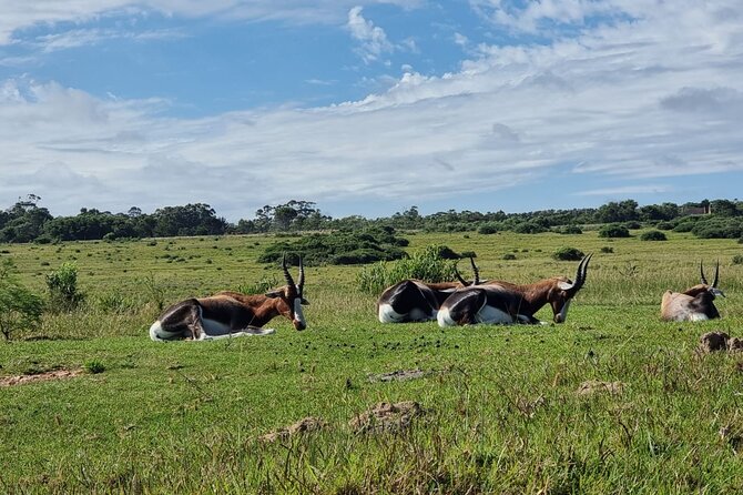 Kragga Kamma Game Park Safari Guided Tour in Port Elizabeth - The guide makes the difference
