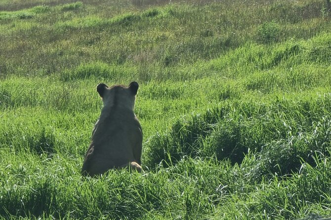 Kragga Kamma Game Park Safari Guided Tour in Port Elizabeth - Restaurant and curio shop stop