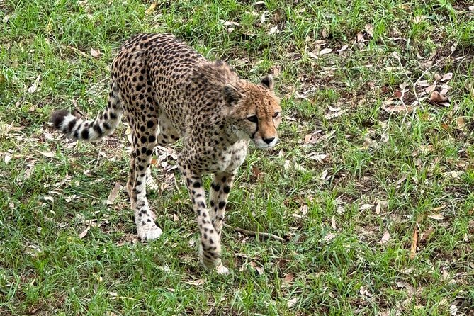Kragga Kamma Game Park Safari Guided Tour in Port Elizabeth - Access and practical limits