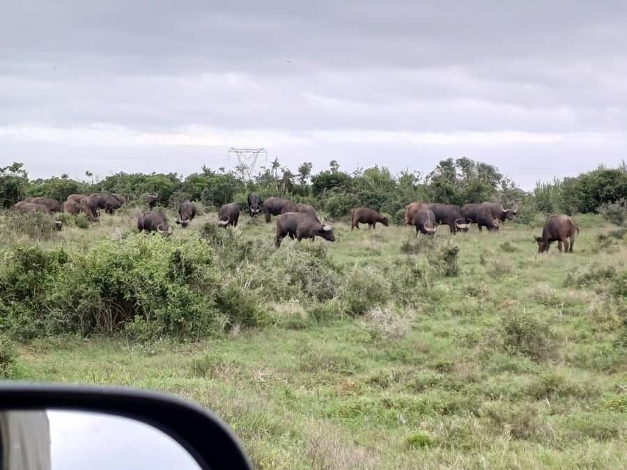 Kragga Kamma Game Park - What you see across the 200 hectares
