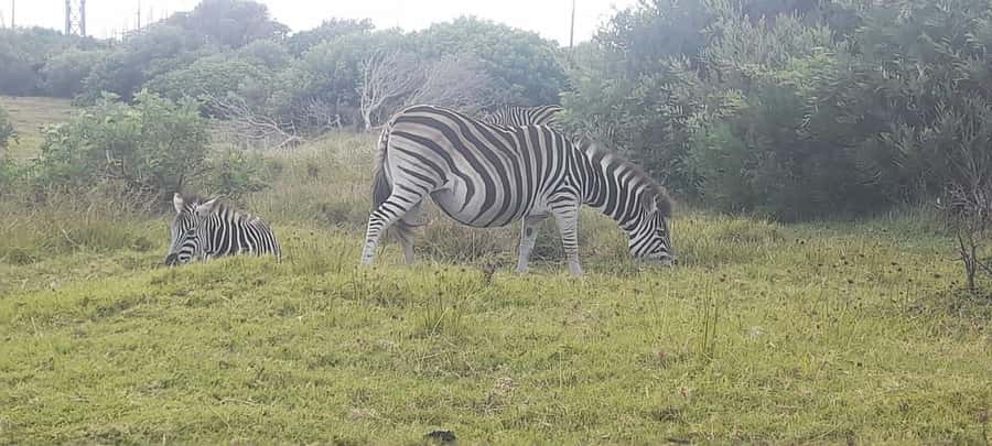 Kragga Kamma Safaris And Shore Excursions - Key points to know before you book