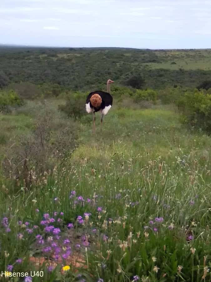 Kragga Kamma Safaris And Shore Excursions - Four hours among coastal forest and open grassland