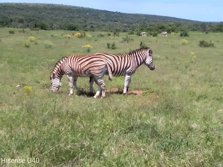 Kragga Kamma Safaris And Shore Excursions - The short drive from the harbour to the park