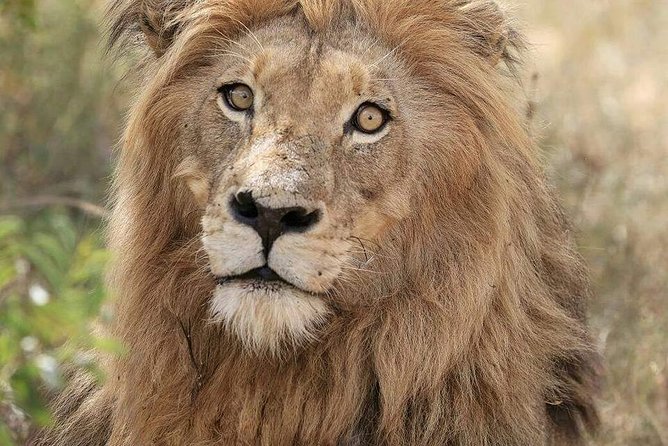 Kruger Lion Expedition with the Little Lionman Steve Kelly - Key things to know before booking