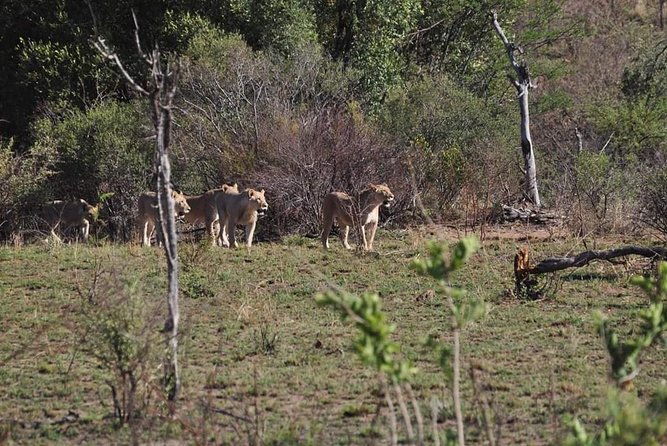Kruger Lion Expedition with the Little Lionman Steve Kelly - Day three: The Vuremi Pride near Crocodile Bridge