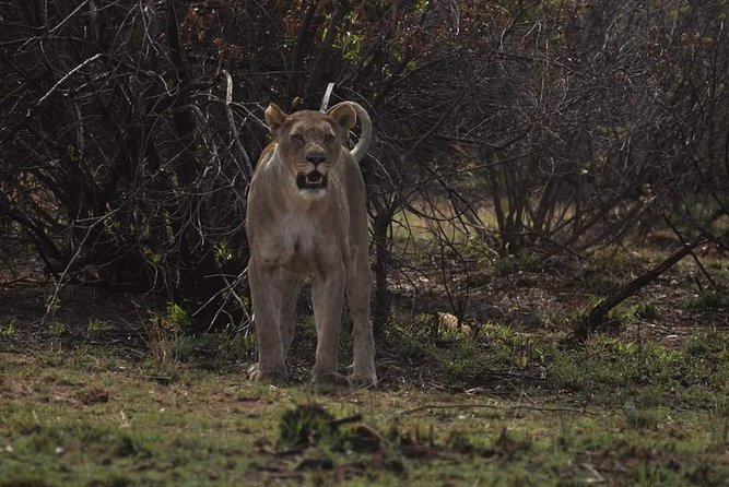 Kruger Lion Expedition with the Little Lionman Steve Kelly - Day four: Berg en Dal, buffalo, leopards, and a final braai