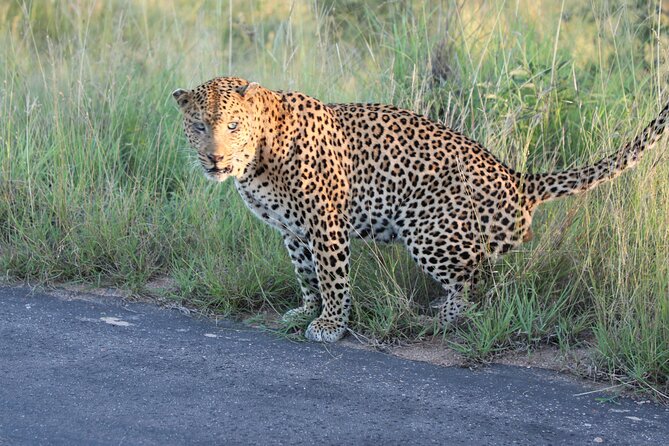 Kruger National Game Park three day PRIVATE Tour - Why three days works better than one