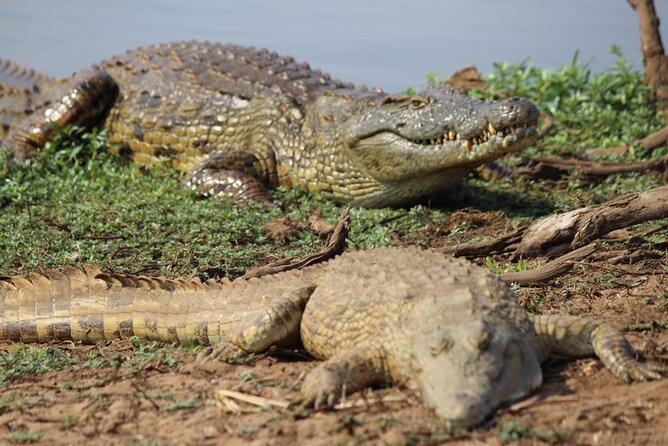 Kruger National Game Park three day PRIVATE Tour - Day two: the long Skukuza to Lower Sabie search