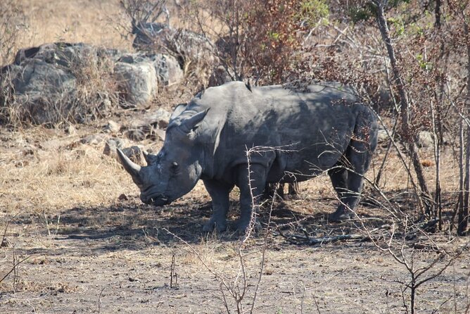 Kruger National Game Park three day PRIVATE Tour - The Big Five, wild dogs, and realistic expectations