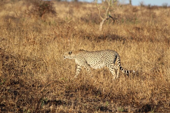 Kruger National Game Park three day PRIVATE Tour - Day three: a final morning through Phabeni Gate