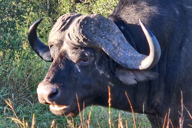 Kruger National Game Park three day PRIVATE Tour - Who will enjoy this safari most