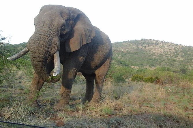 Kruger National Park 2 Days 1 Night Magical Safari from Johannesburg Private - The first Kruger drive, with waterholes near evening
