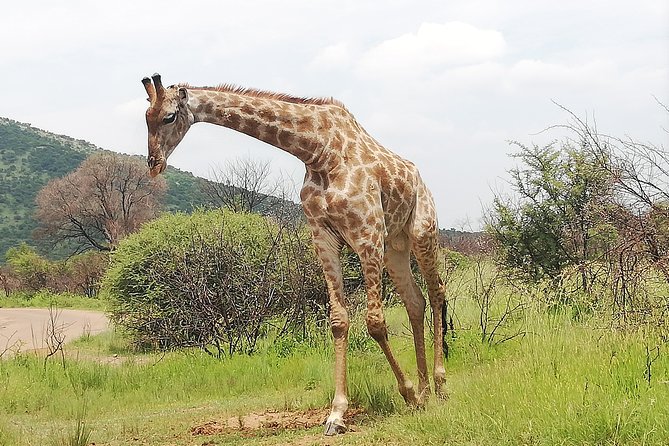 Kruger National Park 2 Days 1 Night Magical Safari from Johannesburg Private - The 5:00 a.m. search for cats and hyenas