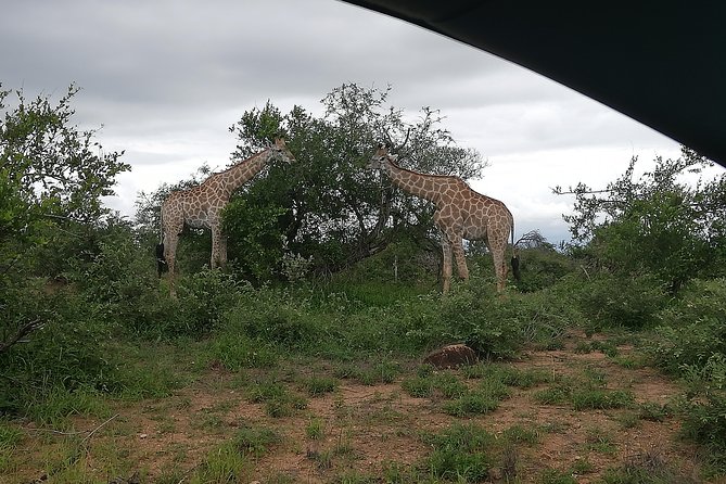 Kruger National Park 2 Days 1 Night Magical Safari from Johannesburg Private - Guides who make the private format worthwhile