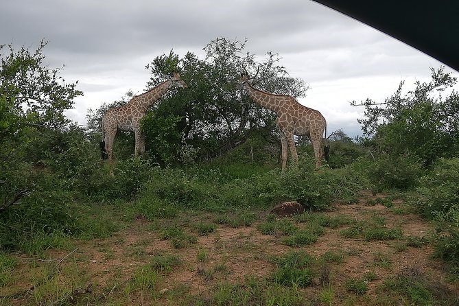 Kruger National Park 2 Days 1 Night Magical Safari from Johannesburg Private - What the $569.42 price includes