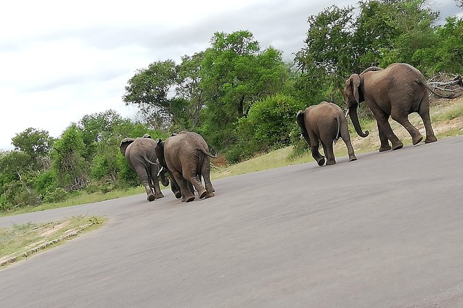 Kruger National Park 2 Days 1 Night Magical Safari from Johannesburg Private - Who should book this safari