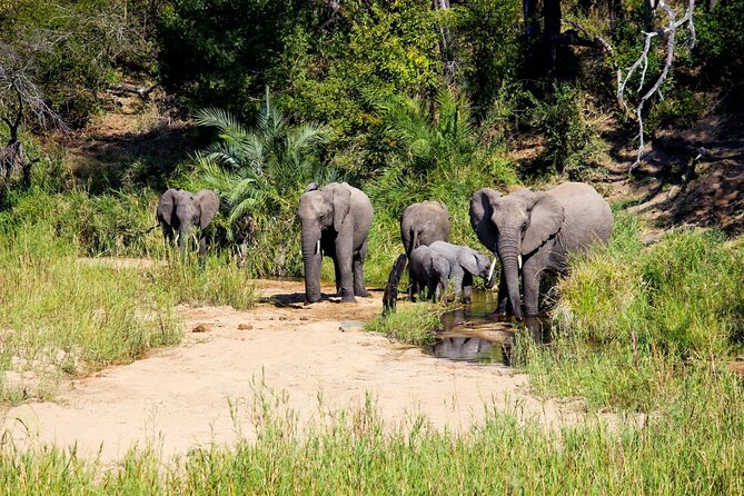 Kruger National Park. 2 Days Best Ever Safari from Cape Town - Why this short Kruger trip appeals to me