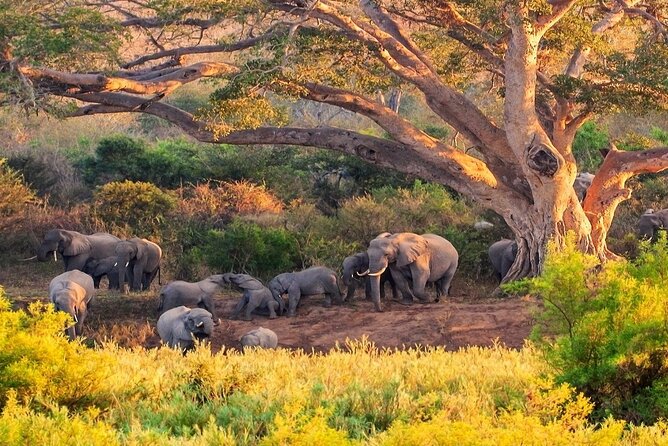 Kruger National Park. 2 Days Best Ever Safari from Cape Town - Leaving Cape Town before sunrise