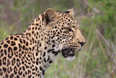 Kruger National Park: 3-Day Essence of the Kruger Safari