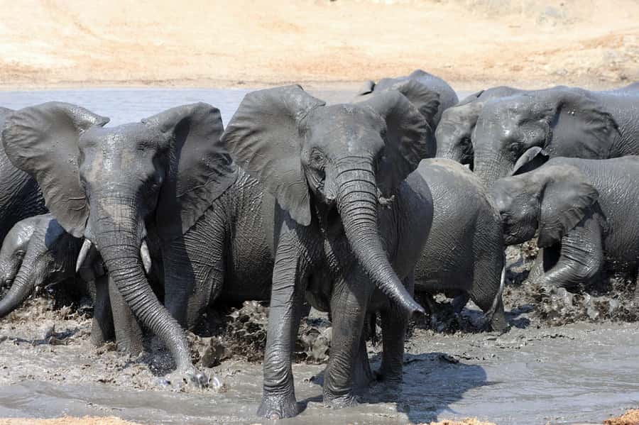 Kruger National Park: 3 Day Safari Tour - Five things worth knowing before you book