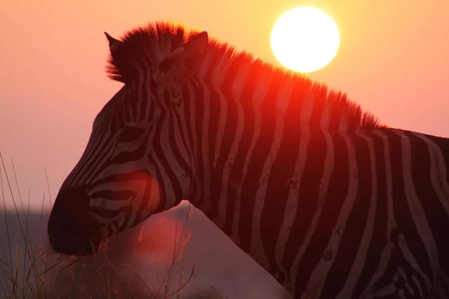 Kruger National Park: 3 Day Safari Tour - Wildlife guiding makes the difference