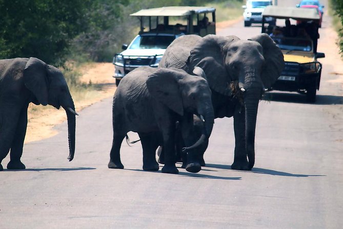 Kruger National Park 3 Days Best Ever Safari from Cape Town - Day 3: An early start for the final wildlife search
