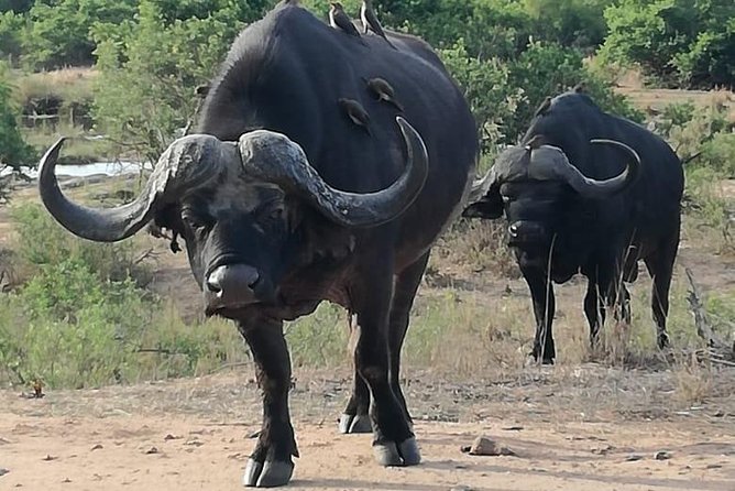 Kruger National Park 3 Days Best Ever Safari from Cape Town - What the $1,899 price really buys