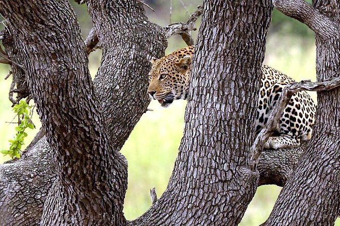 Kruger National Park 3 Days Best Ever Safari from Cape Town - Who should book this safari?