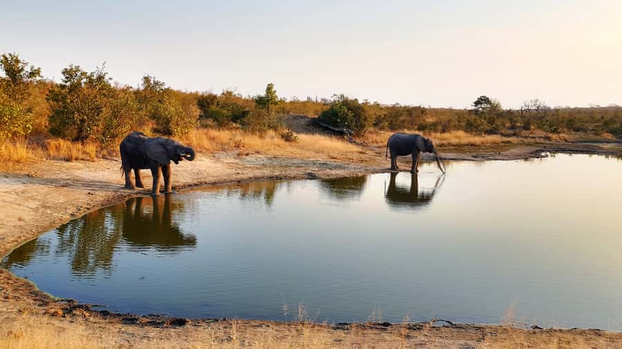 Kruger National Park: 3-Hour Walking Safari - Why walking in Kruger feels different