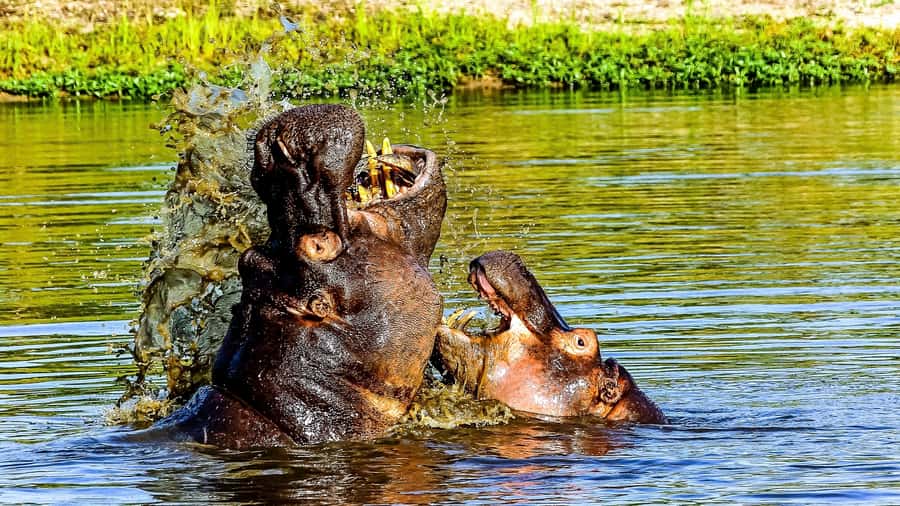 Kruger National Park: 3-Hour Walking Safari - The safari vehicle ride into the walking area
