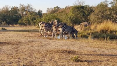 Kruger National Park: 3-Hour Walking Safari