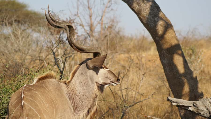 Kruger National Park: 3-Hour Walking Safari - Birds, trees, flowers, and the smaller Kruger