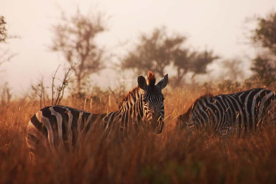 Kruger National Park - 4 Day Safari Tour - Key points to know before booking