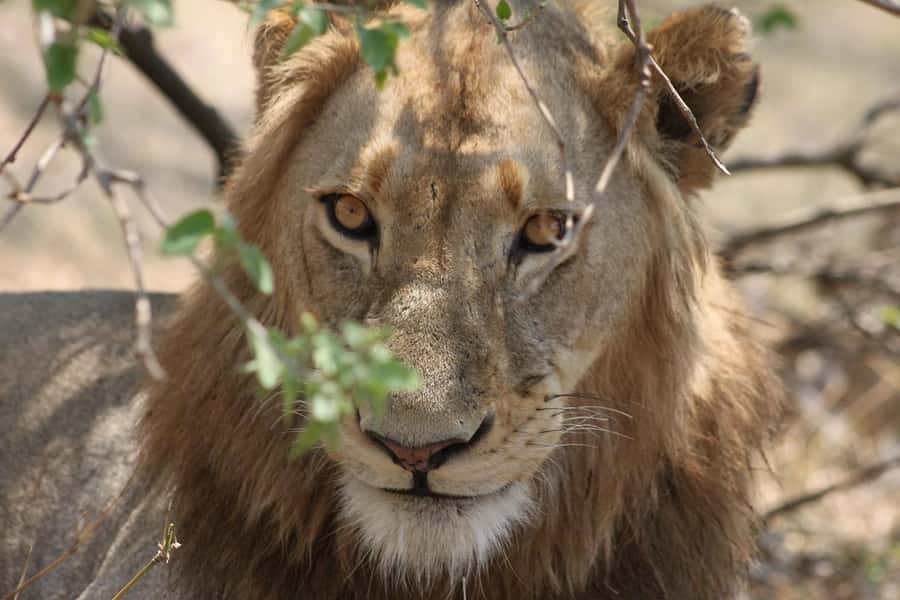 Kruger National Park - 4 Day Safari Tour - The long road from Johannesburg to Hoedspruit