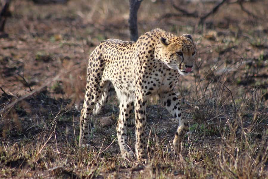 Kruger National Park - 4 Day Safari Tour - Day two: conservation and the Blyde River Canyon