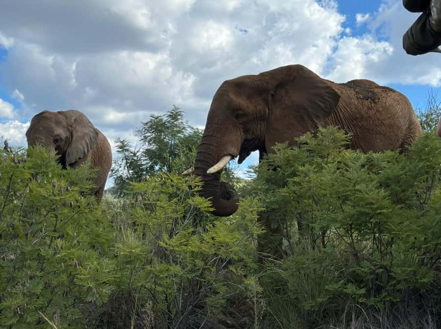 Kruger National Park: 4-Day Ultimate Safari Tour - Key points to know before booking