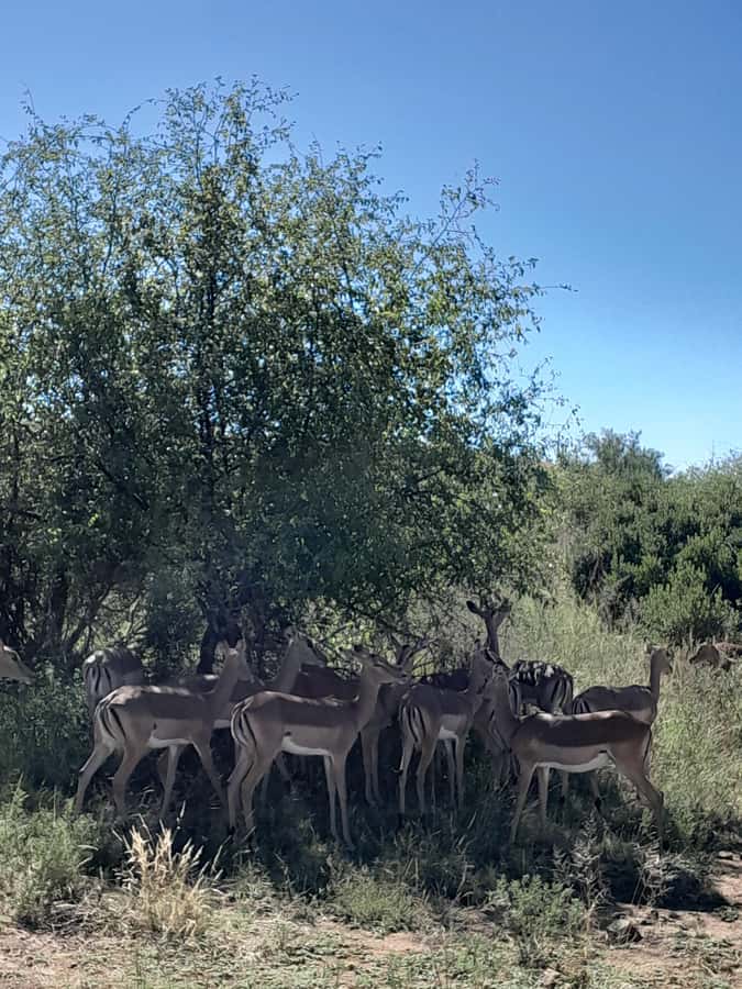 Kruger National Park: 4-Day Ultimate Safari Tour - Day two: Kruger’s full safari day