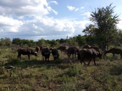 Kruger National Park: 4-Day Ultimate Safari Tour