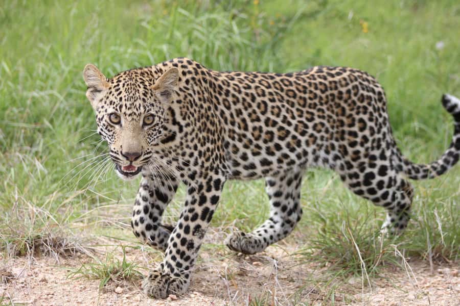 Kruger National Park - 5 Day Safari Tour - Day 2: Your first full day inside Kruger