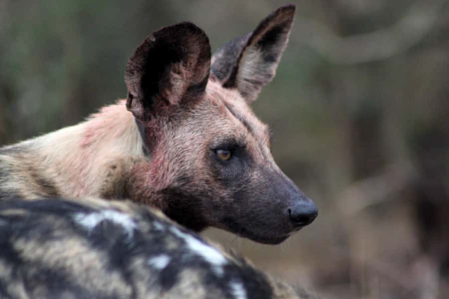 Kruger National Park - 5 Day Safari Tour - Day 5: Tracks, birds, and the small side of the bush