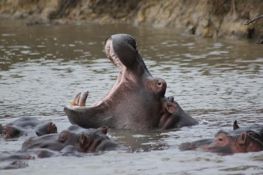 Kruger National Park - 5 Day Safari Tour - Day 1: The long road from Johannesburg to Hoedspruit
