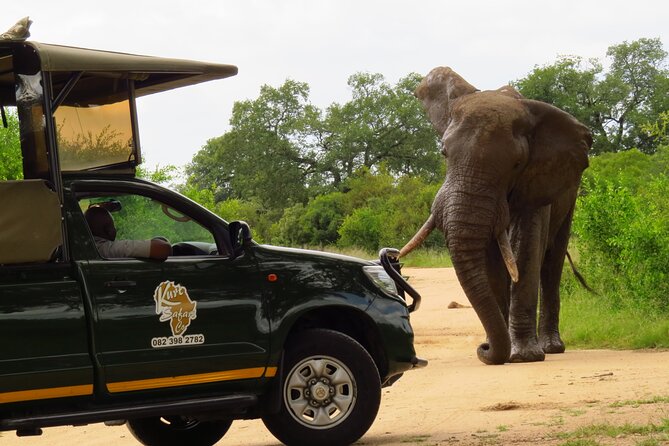 Kruger National Park Afternoon Private safari - The Guide Can Make or Break the Afternoon