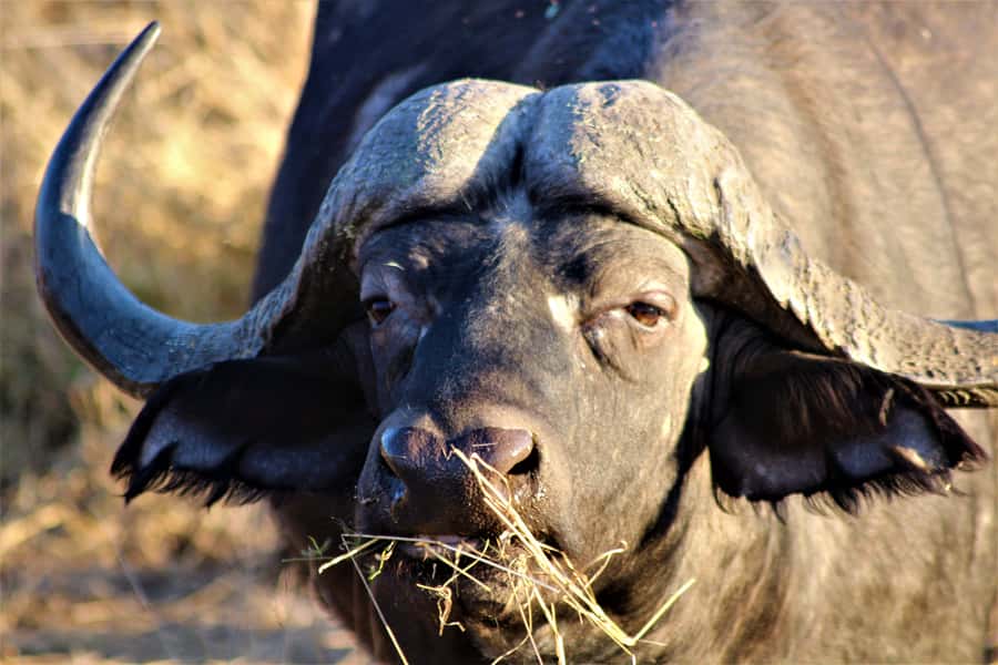Kruger National Park Afternoon Safari - Key points to know before you book