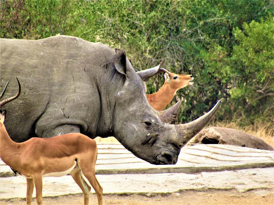 Kruger National Park Afternoon Safari - Practical advice for choosing your vehicle