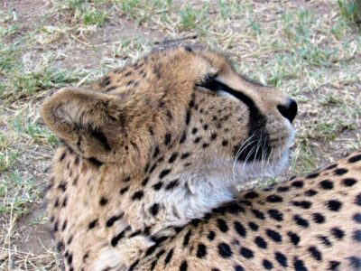 Kruger National Park Afternoon Safari