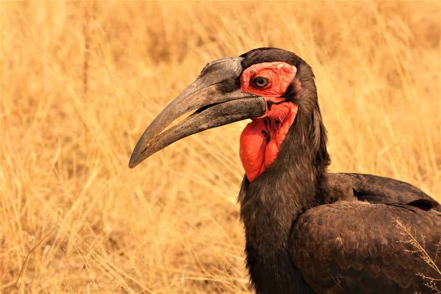 Kruger National Park Afternoon Safari - What you may see along the park roads