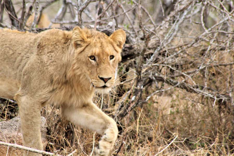 Kruger National Park Afternoon Safari - The guides shape the whole experience